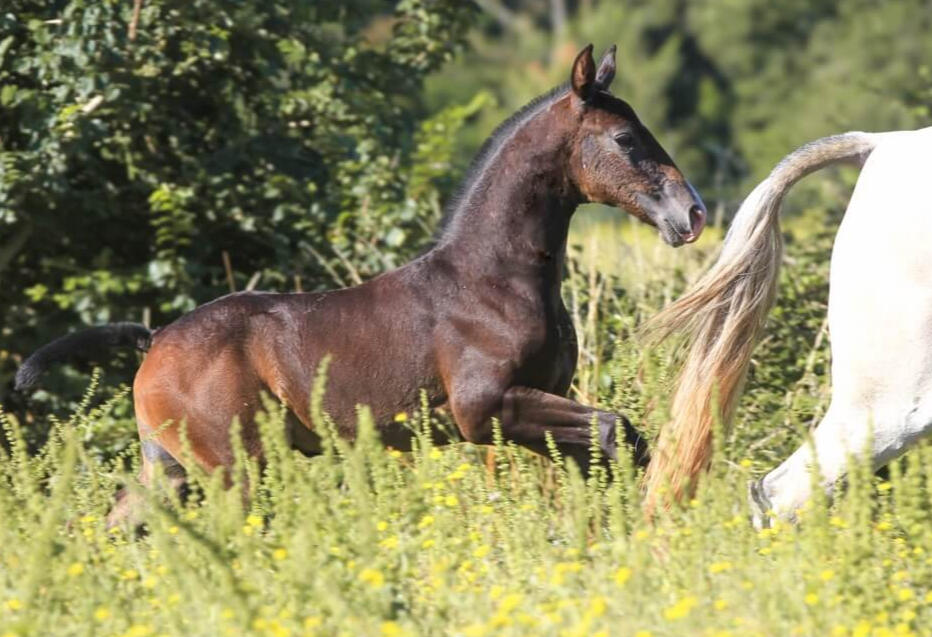 Vadio de Bruguière, PSL