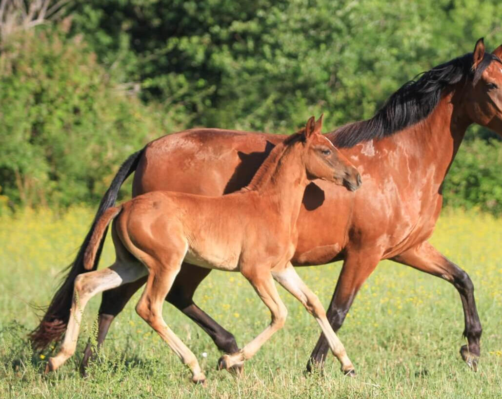Veira de Bruguière, PSL