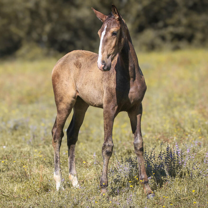 Uma de Bruguière, PSL