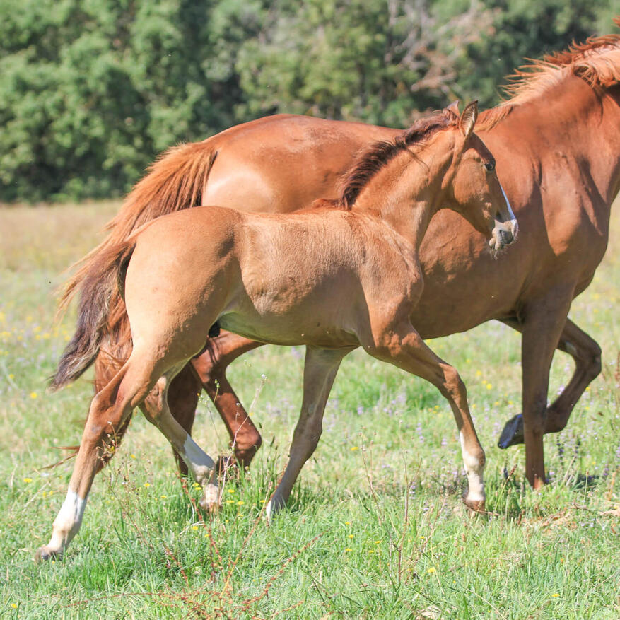 Ubbe de Bruguière, PSL