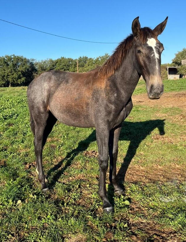 Vitoria de Bruguière, PSL
