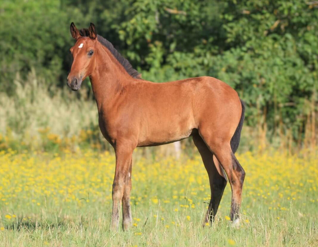 Vala de Bruguière, PSL