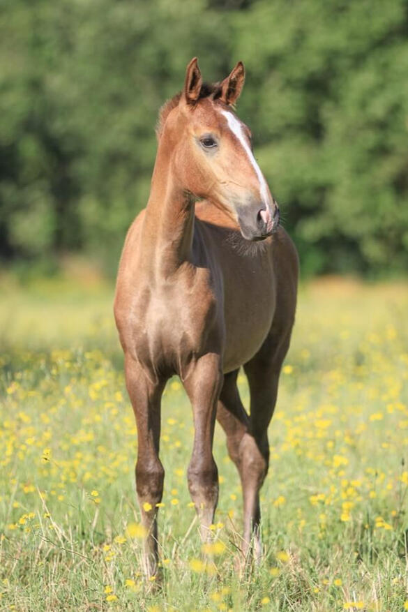 Veludo de Bruguière, PSL