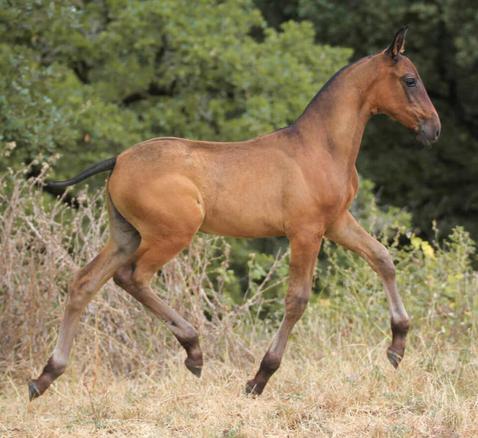 Talia de Bruguière, PRE