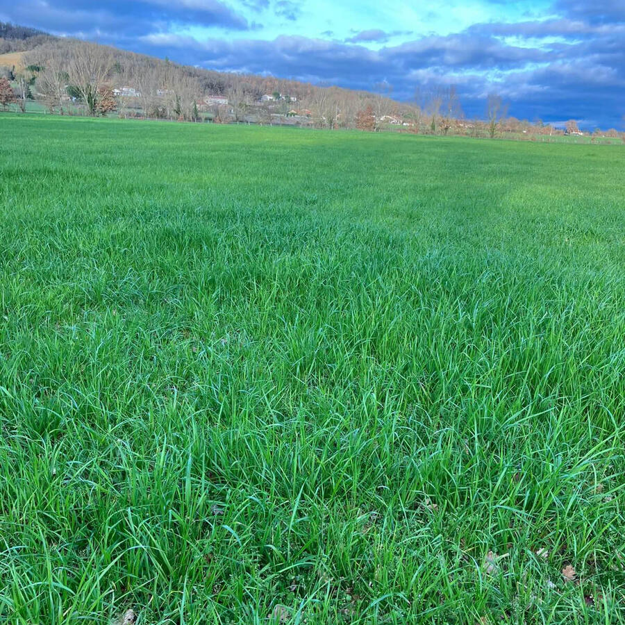Prairie pour pâture