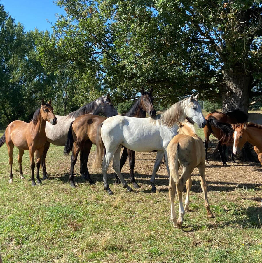 Poulinières et poulains en troupeau
